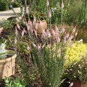 Linaria purpurea 'Canon J Watt'